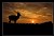Deer silhouette Sunset