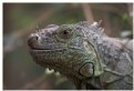 Picture Title - Iguana