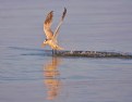 Picture Title - Tern after Sunrise