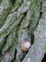 Picture Title - Snail on Tree