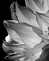 Picture Title - Striations of a Flower