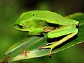 Picture Title - Tree Frog