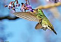 Picture Title - .:: hummingbird ::.