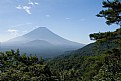 Picture Title - Sea of Pines