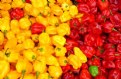 Picture Title - peppers...
