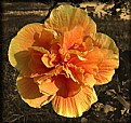 Picture Title - Double Hibiscus