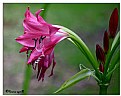 Picture Title - Amaryllis 