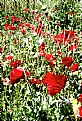 Picture Title - poppies