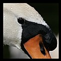 Picture Title - mute swan portrait