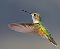 Picture Title - Female Rufous Hummingbird