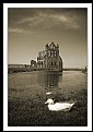 Picture Title - Tones of Whitby Abbey