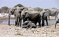 Picture Title - Elephant children
