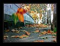 Picture Title - Autumn in Rome