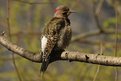 Picture Title - Northern Flicker