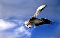 Picture Title - Sea Gull