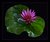 Water Lily