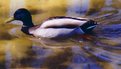 Picture Title - Mallard