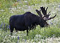 Picture Title - Ferdinand the Bull (Moose)