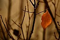 Picture Title - Alone