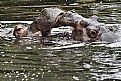 Picture Title - Hippos