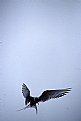 Picture Title - artic tern