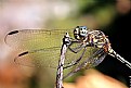 Picture Title - Dragonfly