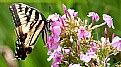 Picture Title - Tiger Phlox