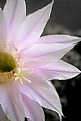 Picture Title - cactus flower