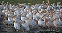 Picture Title - Pelican Party