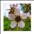 Picture Title - Bramble bloom...