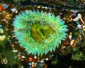 Picture Title - Sea Anemone