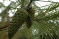 Picture Title - fir-cones