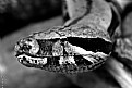 Picture Title - Snake