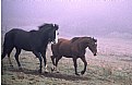 Picture Title - Two Horses