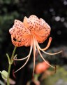 Picture Title - Leopard Lily