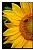 Sun Flower