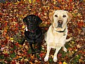 Picture Title - Dogs in Fall