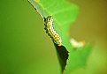 Picture Title - caterpillar