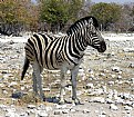 Picture Title - Zebra portrait
