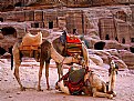 Picture Title - Camels In Petra