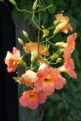 Picture Title - Hanging Flowers