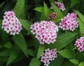 Picture Title - Pink Flower, Green Leaves.