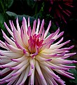 Picture Title - Just Another Dahlia