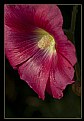 Picture Title - Red Hollyhock