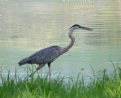 Picture Title - Great Blue Heron