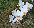 Picture Title - Orchid