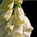 Picture Title - White Foxgloves