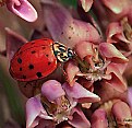 Picture Title - lady bug milk weed bloom