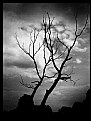 Picture Title - Dead tree...