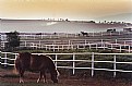 Picture Title - karacabey horse farm